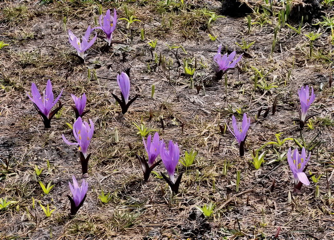 Un Crocus particolare - Bulbocodium vernum